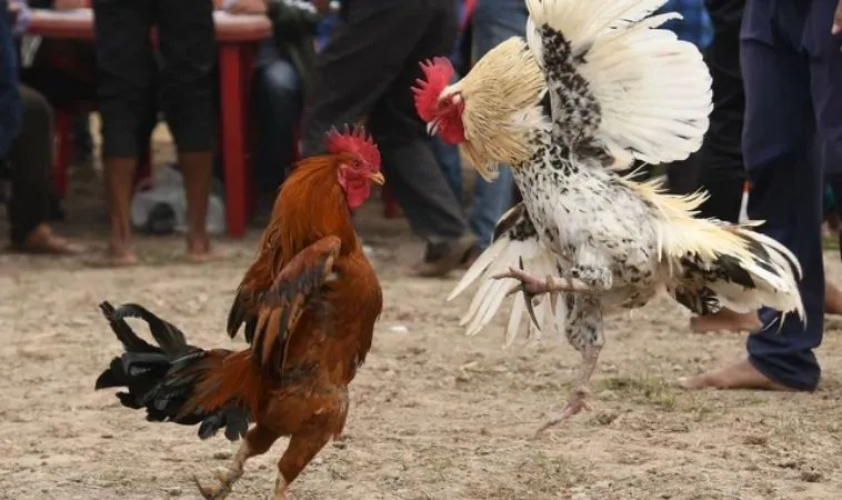 Đá Gà OPPA888: Đỉnh Cao Giải Trí Cá Cược Trực Tuyến 1 Tham gia cá cược đá gà hấp dẫn tại nhà cái OPPA888